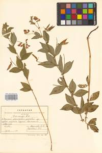 Горошек однопарный A.Braun, Сибирь, Дальний Восток (S6) (Россия)