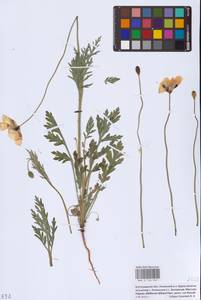 Мак белоцветковый (Elkan) Pacz., Восточная Европа, Нижневолжский район (E9) (Россия)