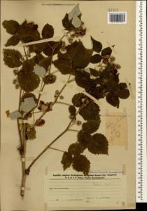 Малина обыкновенная L., Кавказ, Азербайджан (K6) (Азербайджан)