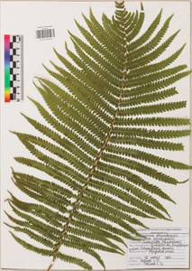 Страусник обыкновенный (L.) Tod., Восточная Европа, Центральный район (E4) (Россия)