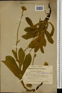 Hieracium pannosum Boiss., Кавказ, Турецкий Кавказ (K7) (Турция)