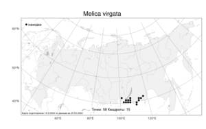 Melica virgata, Перловник прутьевидный Turcz. ex Trin., Атлас флоры России (FLORUS) (Россия)