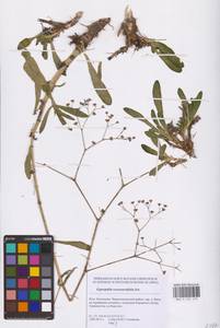 Качим козелецолистный Ser., Восточная Европа, Нижневолжский район (E9) (Россия)