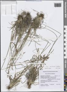 Мятлик Смирнова Roshev., Сибирь, Прибайкалье и Забайкалье (S4) (Россия)