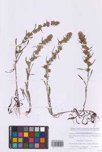 Сушеница лесная (L.) Sch.Bip. & F.W.Schultz, Восточная Европа, Московская область и Москва (E4a) (Россия)