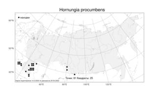 Hornungia procumbens, Двусемянник лежачий (L.) Hayek, Атлас флоры России (FLORUS) (Россия)