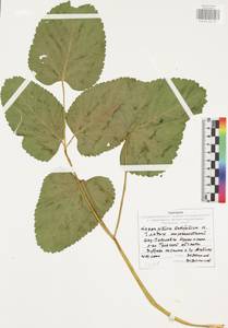 Гладыш широколистный L., Восточная Европа, Центральный район (E4) (Россия)