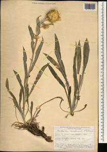 Centaurea ensiformis P. H. Davis, Зарубежная Азия (ASIA) (Турция)