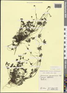 Герань голубиная L., Кавказ, Грузия (K4) (Грузия)