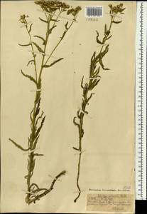 Achillea alpina subsp. alpina, Монголия (MONG) (Монголия)