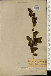 Diospyros villosa (L.) De Winter, Африка (AFR) (ЮАР)