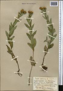 Pentanema salicinum (L.) D.Gut.Larr., Santos-Vicente, Anderb., E.Rico & M.M.Mart.Ort., Средняя Азия и Казахстан, Северный и Центральный Казахстан (M10) (Казахстан)