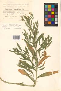 Жерушник австрийский (Crantz) Besser, Восточная Европа, Нижневолжский район (E9) (Россия)