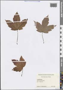 Acer heldreichii subsp. trautvetteri (Medw.) A.E.Murray, Кавказ, Азербайджан (K6) (Азербайджан)