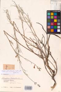 Astragalus astrachanicus Sytin & Laktionov, Средняя Азия и Казахстан, Прикаспийский Устюрт и Северное Приаралье (M8) (Казахстан)