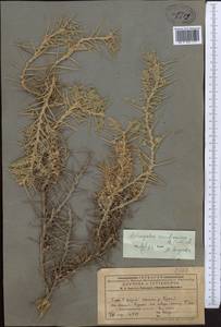 Astragalus roschanicus B.Fedtsch., Средняя Азия и Казахстан, Памир и Памиро-Алай (M2) (Таджикистан)