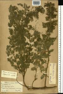 Полынь лечебная, Полынь высокая L., Восточная Европа, Нижневолжский район (E9) (Россия)