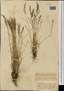 Мятлик оттянутый Trin., Монголия (MONG) (Монголия)