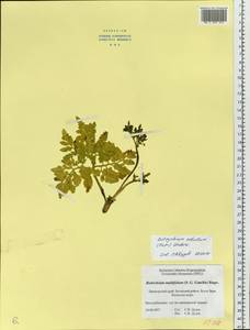 Sceptridium robustum (Rupr.) Lyon, Сибирь, Дальний Восток (S6) (Россия)