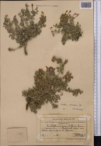 Scutellaria turgaica Juz., Средняя Азия и Казахстан, Муюнкумы, Прибалхашье и Бетпак-Дала (M9) (Казахстан)