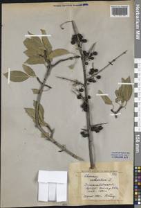 Жестер слабительный, Крушина слабительная L., Средняя Азия и Казахстан, Западный Тянь-Шань и Каратау (M3)