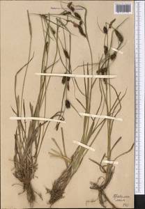 Осока черноколосая M.Bieb. ex Willd., Средняя Азия и Казахстан, Западный Тянь-Шань и Каратау (M3) (Узбекистан)