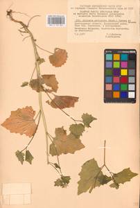 Чесночница черешковая (M.Bieb.) Cavara & Grande, Восточная Европа, Центральный лесостепной район (E6) (Россия)