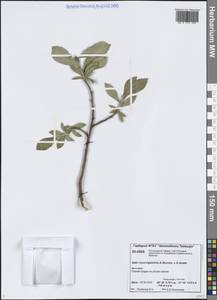 Ива отогнутопочечная A.K.Skvortsov, Сибирь, Центральная Сибирь (S3) (Россия)