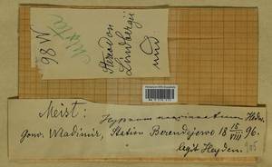 Calliergonella lindbergii (Mitt.) Hedenäs, Гербарий мохообразных, Мхи - Центральное Нечерноземье (B6) (Россия)