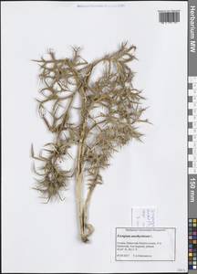 Eryngium amethystinum L., Западная Европа (EUR) (Хорватия)