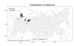 Cotoneaster cinnabarinus, Кизильник цельнокрайний Medik., Атлас флоры России (FLORUS) (Россия)