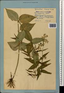 Ластовень ласточкин Medik., Кавказ, Черноморское побережье (от Новороссийска до Адлера) (K3) (Россия)