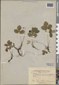 Земляника лесная L., Восточная Европа, Центральный лесной район (E5) (Россия)