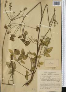 Laserpitium krapfii subsp. gaudinii (Moretti) Thell., Западная Европа (EUR) (Италия)