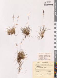 Festuca edlundiae S.G.Aiken, Consaul & Lefk., Сибирь, Чукотка и Камчатка (S7) (Россия)