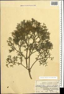 Двулакунница каспийская (DC.) Pimenov & V.N.Tikhom., Кавказ, Азербайджан (K6) (Азербайджан)