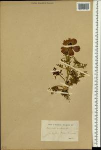 Ranunculus asiaticus L., Зарубежная Азия (ASIA)