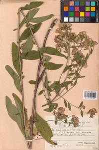 Pentanema ensifolium (L.) D. Gut. Larr., Santos-Vicente, Anderb., E. Rico & M. M. Mart. Ort., Восточная Европа, Западно-Украинский район (E13) (Украина)