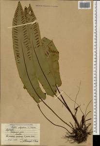 Костенец сколопендровый, Кавказ, Азербайджан (K6) (Азербайджан)