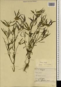 Leucas lavandulifolia Sm., Зарубежная Азия (ASIA) (Индия)