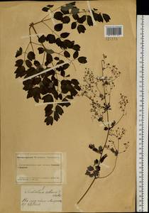 Thalictrum minus subsp. minus, Сибирь, Алтай и Саяны (S2) (Россия)