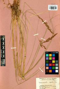 Вейник прямой (Timm) Koeler, Сибирь, Прибайкалье и Забайкалье (S4) (Россия)