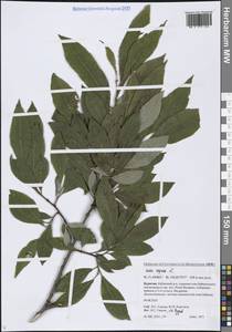 Ива козья L., Сибирь, Прибайкалье и Забайкалье (S4) (Россия)