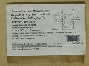 Plagiothecium laetum Schimp., Гербарий мохообразных, Мхи - Центральное Нечерноземье (B6) (Россия)