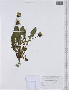 Taraxacum aequilobum Dahlst., Восточная Европа, Центральный район (E4) (Россия)