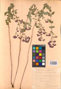 MHA 0 156 776, Душица обыкновенная L., Восточная Европа, Центральный лесостепной район (E6) (Россия)