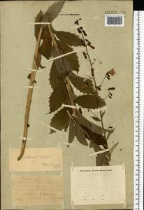 Бубенчик лилиелистный (L.) A.DC., Восточная Европа, Восточный район (E10) (Россия)