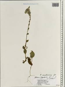 Pluchea paniculata (Willd.) Karthik. & Moorthy, Зарубежная Азия (ASIA) (Непал)
