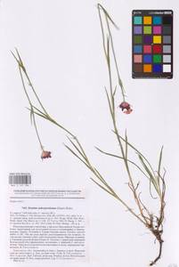 Гвоздика Андржейовского Zapal., Восточная Европа, Центральный лесостепной район (E6) (Россия)