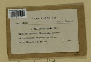 Philonotis thwaitesii Mitt., Гербарий мохообразных, Мхи - Азия (вне границ бывшего СССР) (BAs) (Япония)
